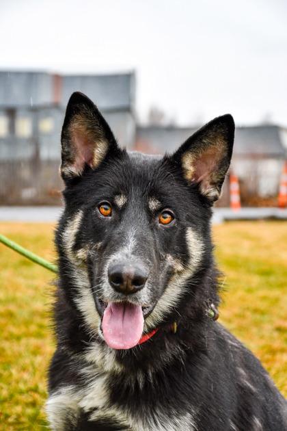 Enlarge Quincey, a Adoptable mixed breed in Yakima, WA image 1/3