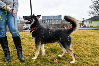 Enlarge Quincey, a Adoptable mixed breed in Yakima, WA image 2/3