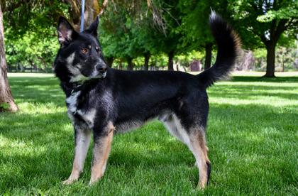 Enlarge Quincey, a Adoptable mixed breed in Yakima, WA image 1/3