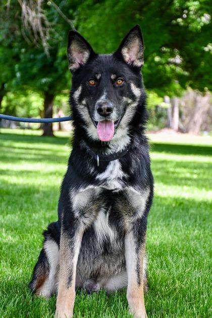 Enlarge Quincey, a Adoptable mixed breed in Yakima, WA image 2/3