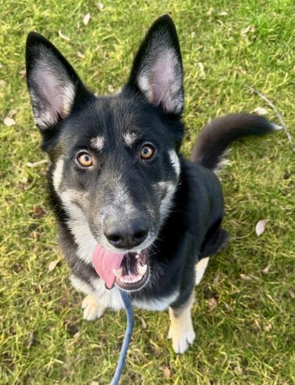 Enlarge Quincey, a Adoptable mixed breed in Yakima, WA image 3/6