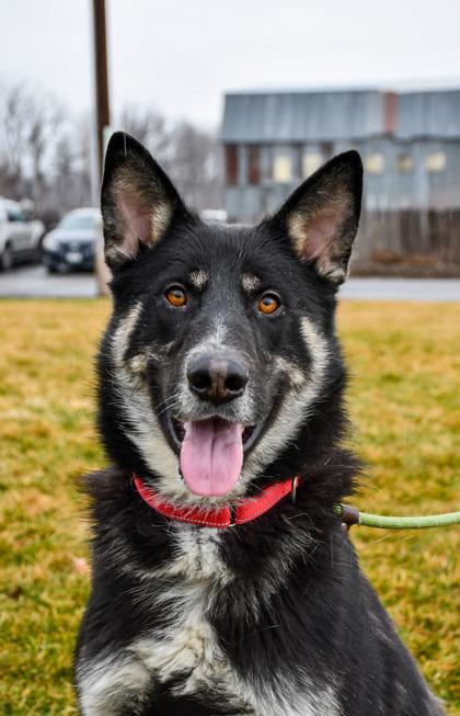 Enlarge Quincey, a Adoptable mixed breed in Yakima, WA image 3/3
