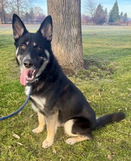 Enlarge Quincey, a Adoptable mixed breed in Yakima, WA image 4/6