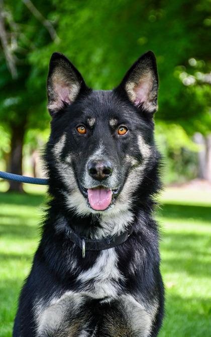 Enlarge Quincey, a Adoptable mixed breed in Yakima, WA image 3/3