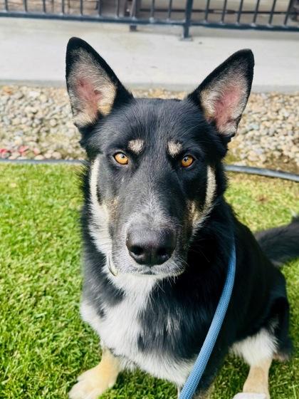 Quincey, Adoptable, Adult Male German Shepherd Dog & Siberian Husky.