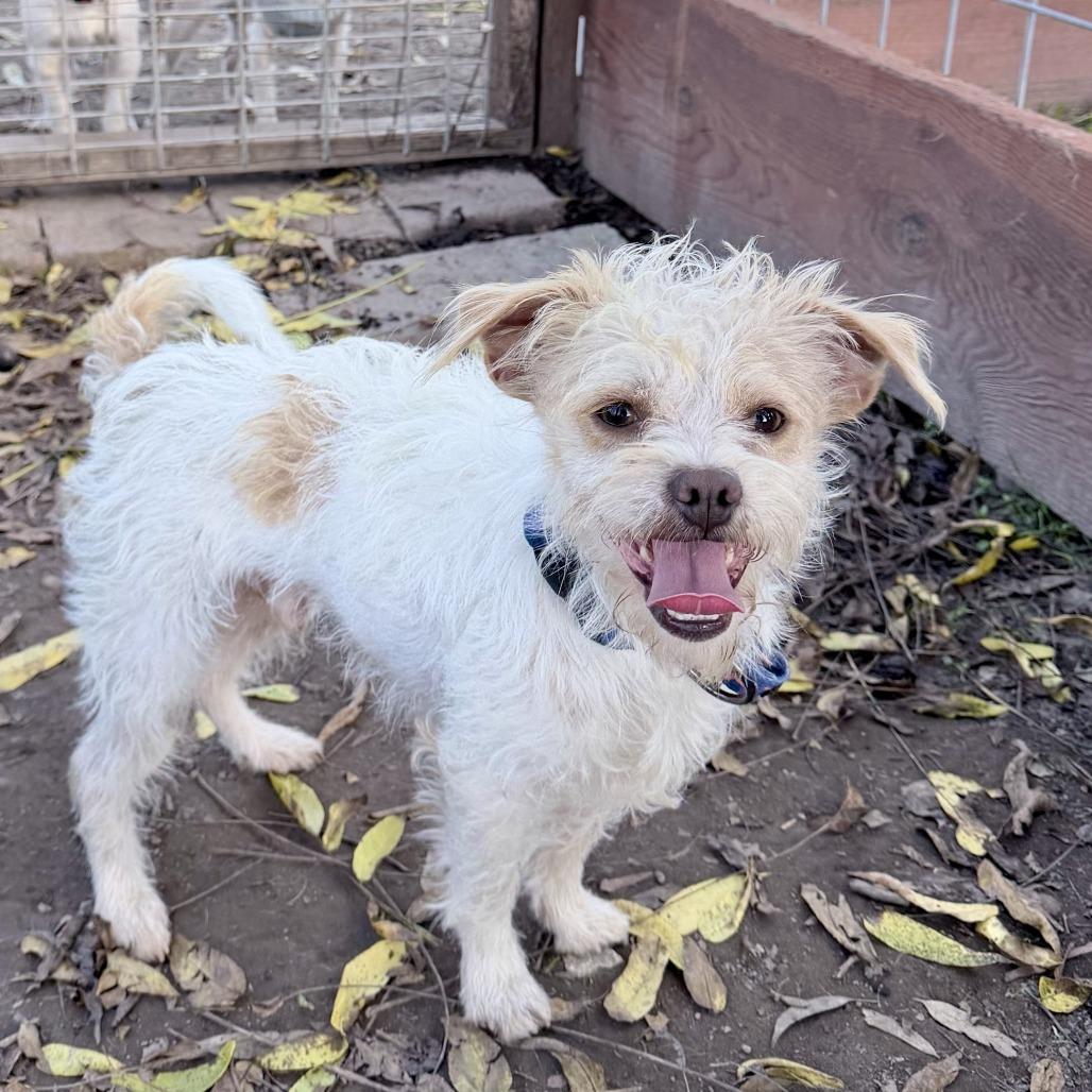 Enlarge Louie, a Adoptable Terrier in Sonoma, CA image 1/1
