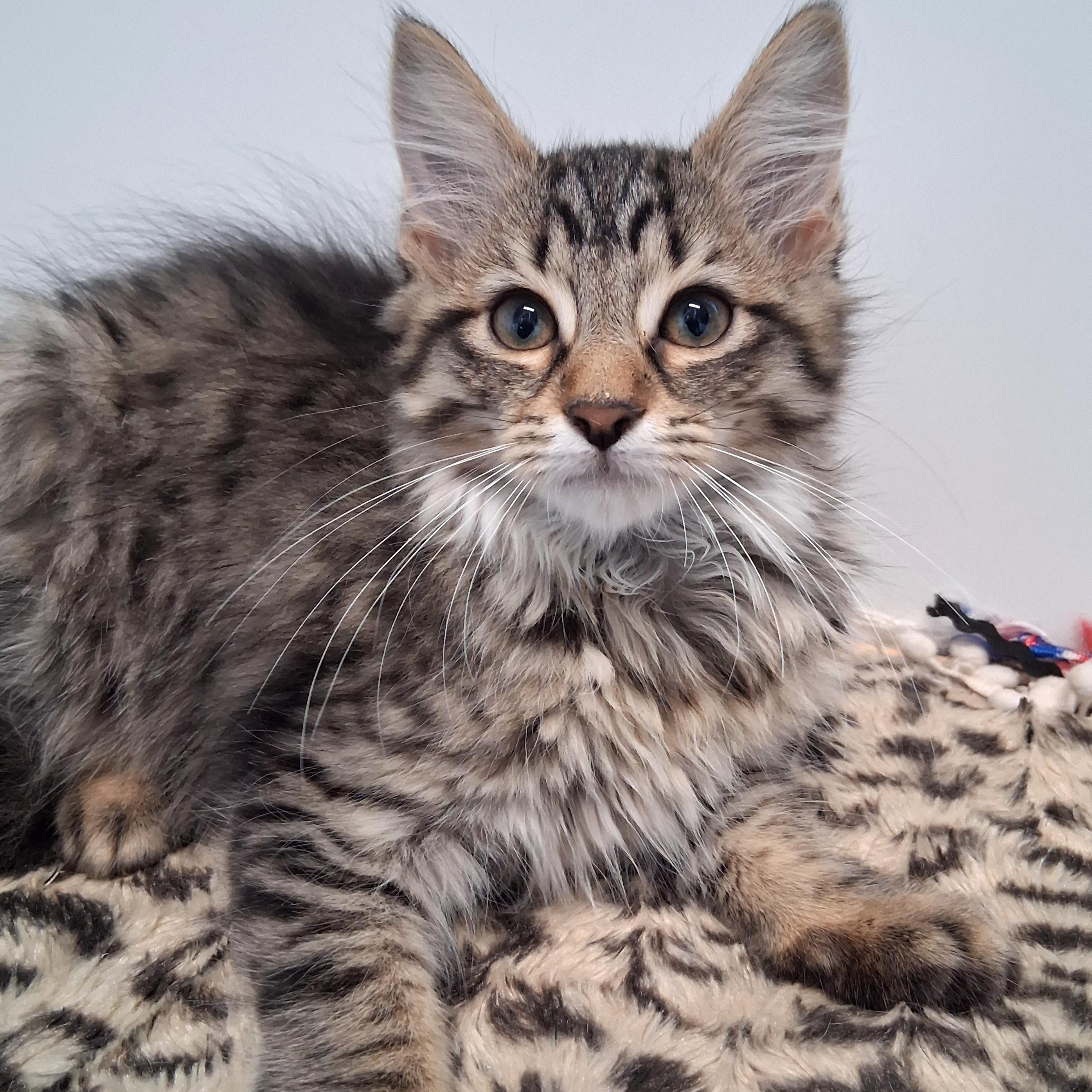 Enlarge Cinnamon, a Adoptable Domestic Long Hair in Belmont, NY image 2/2