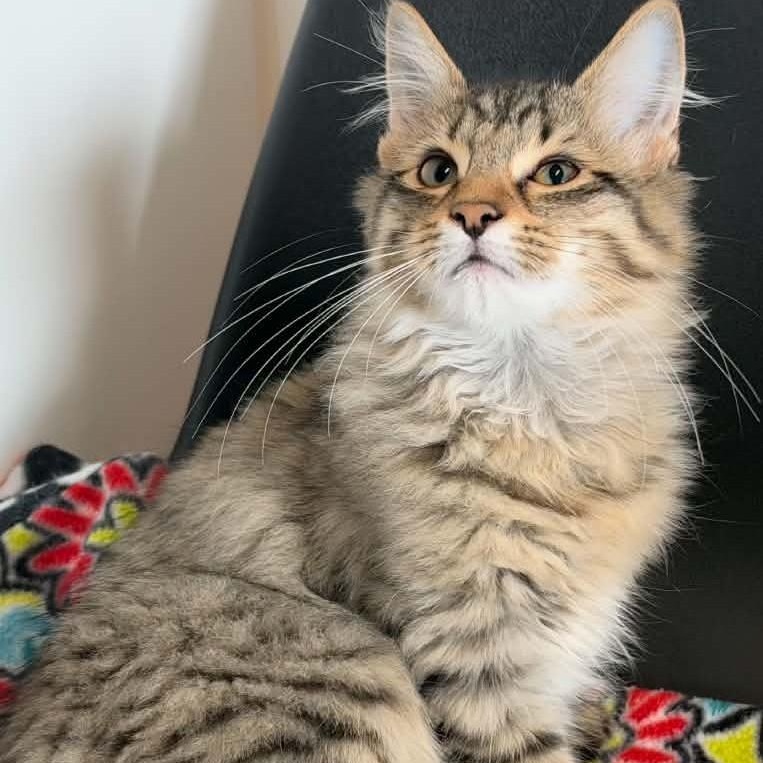 Cinnamon, Adoptable, Young Male Domestic Long Hair.
