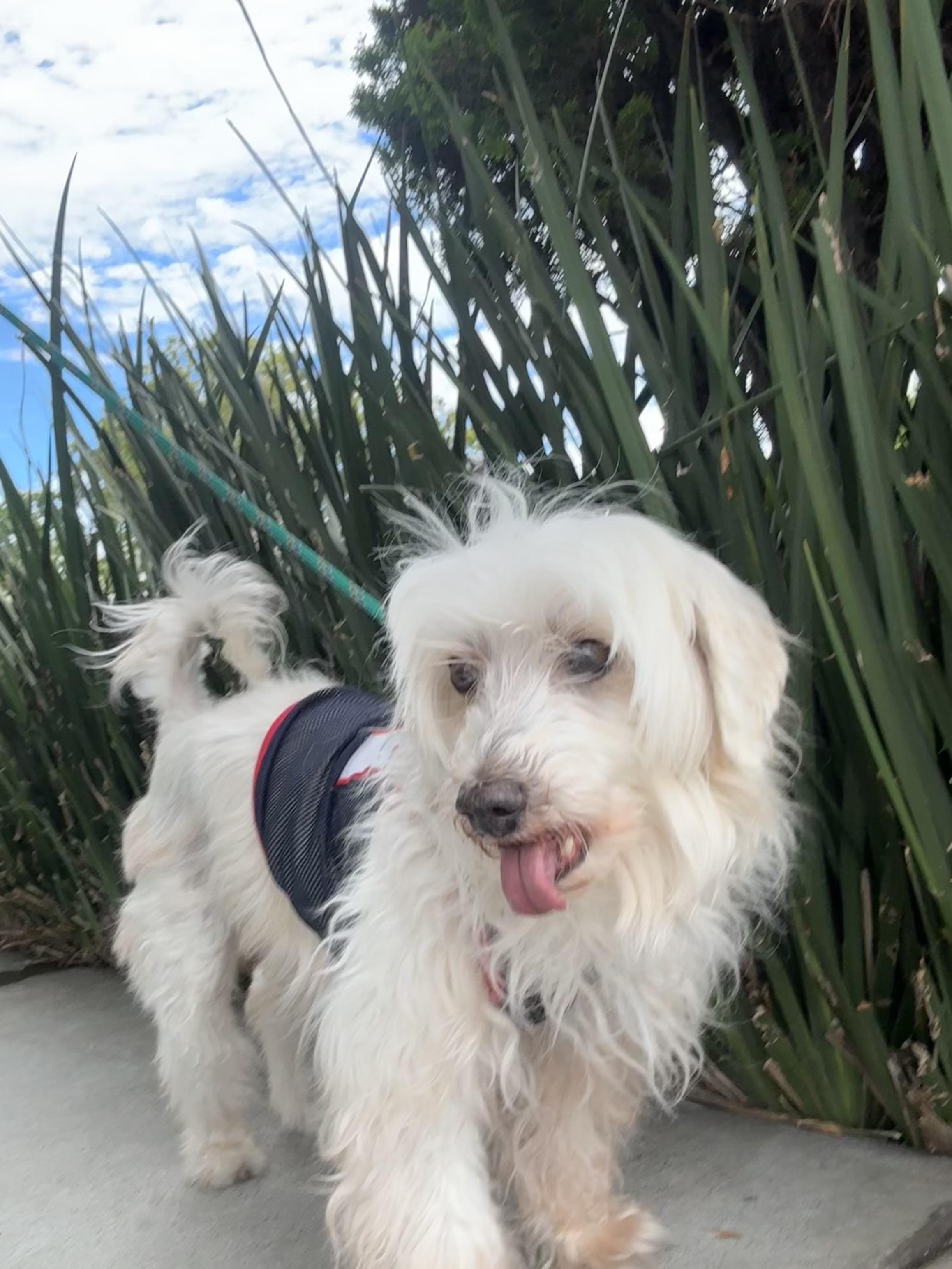 Enlarge Lucky, a Adoptable mixed breed in San Jose, CA image 1/2