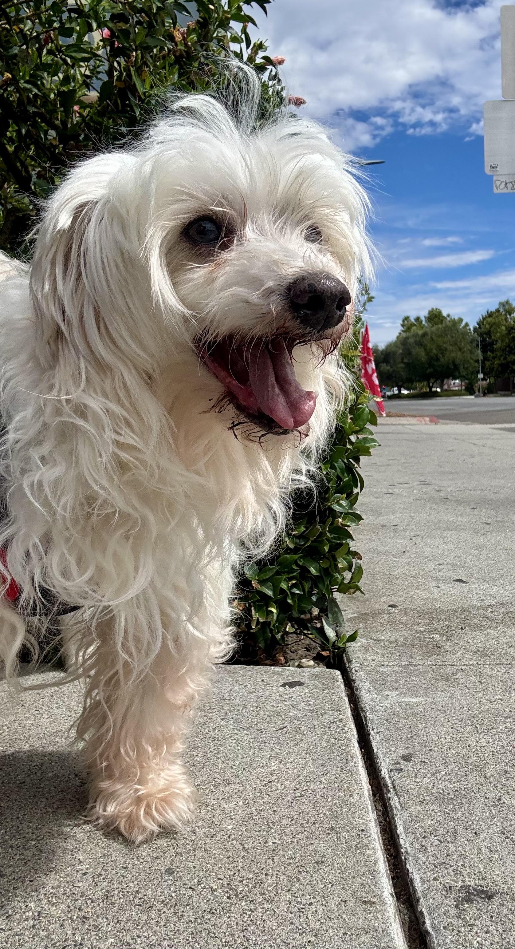 Enlarge Lucky, a Adoptable mixed breed in San Jose, CA image 2/2