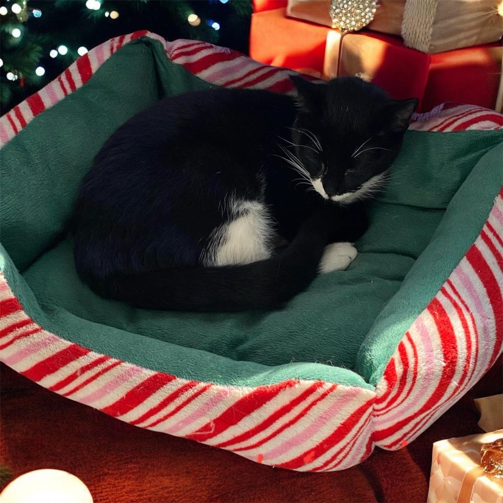 Enlarge Soulbinder, a Adoptable mixed breed in Fredericksburg, VA image 1/3