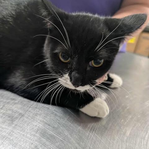 Enlarge Soulbinder, a Adoptable mixed breed in Fredericksburg, VA image 3/3