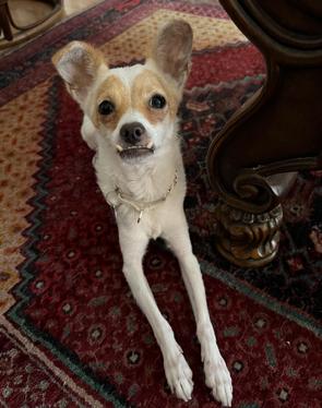 Enlarge Eddie, a ADOPTABLE mixed breed in Glendale, CA image 4/6
