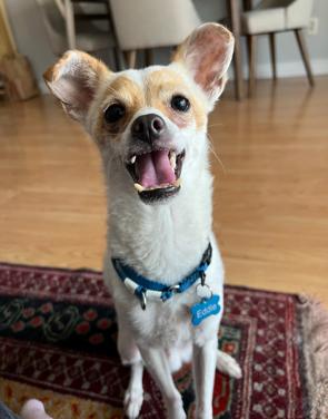 Eddie, ADOPTABLE, Adult Male Chihuahua & Terrier.