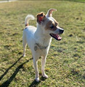 Enlarge Eddie, a ADOPTABLE mixed breed in Glendale, CA image 2/6