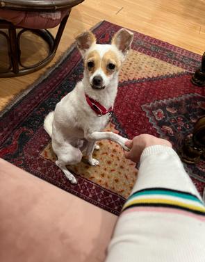 Enlarge Eddie, a ADOPTABLE mixed breed in Glendale, CA image 6/6