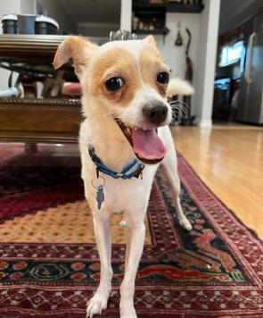 Enlarge Eddie, a ADOPTABLE mixed breed in Glendale, CA image 3/6