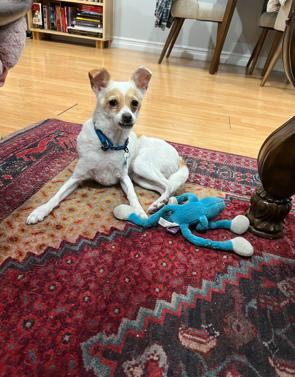 Enlarge Eddie, a ADOPTABLE mixed breed in Glendale, CA image 5/6