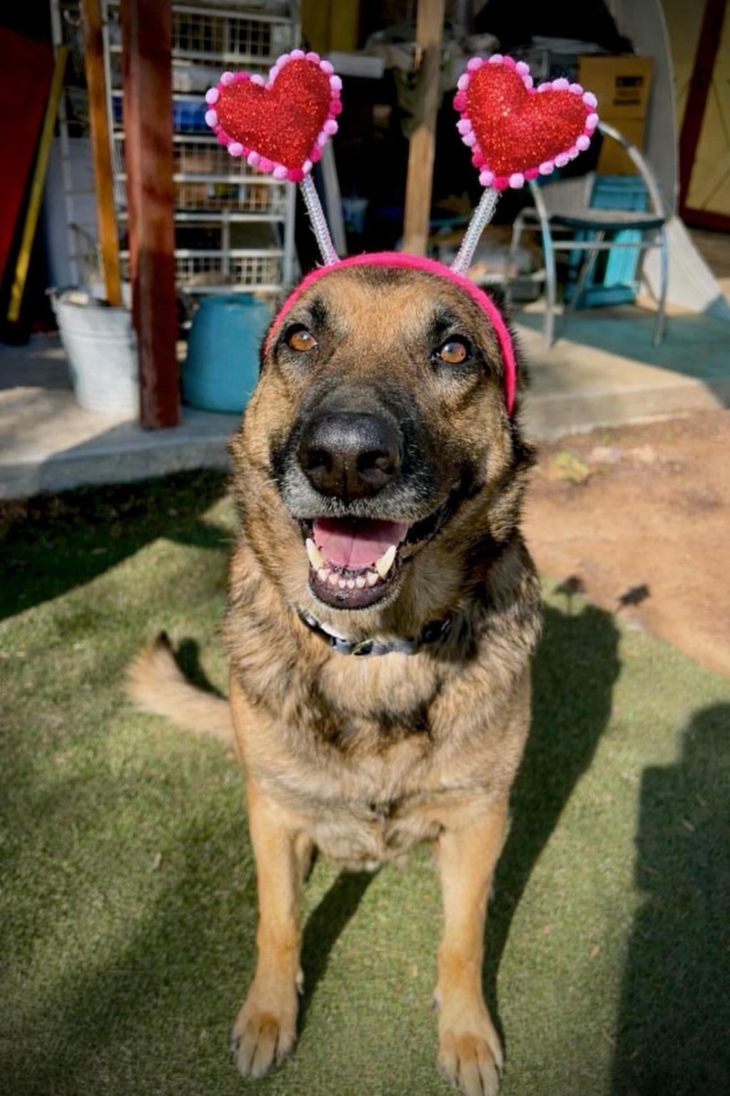 Enlarge Bear, a Adoptable German Shepherd Dog in Irvine, CA image 5/6