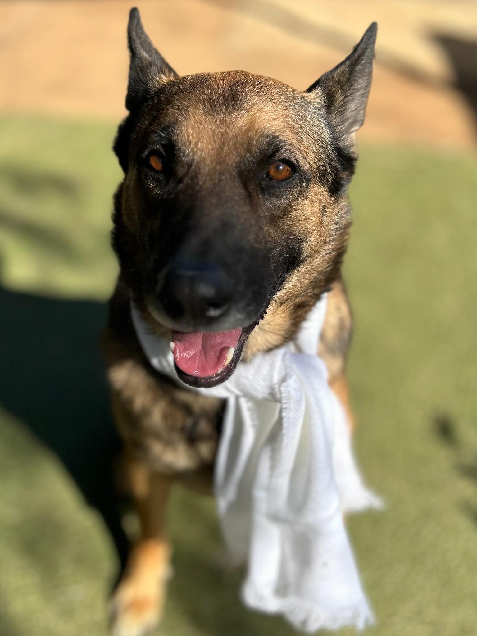 Enlarge Bear, a Adoptable German Shepherd Dog in Irvine, CA image 6/6