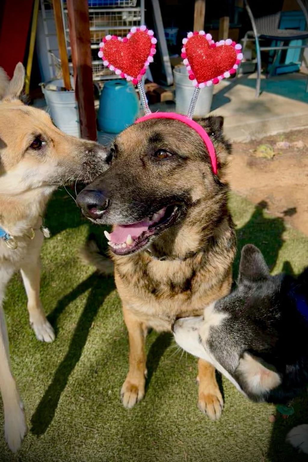Bear, Adoptable, Adult Male German Shepherd Dog.