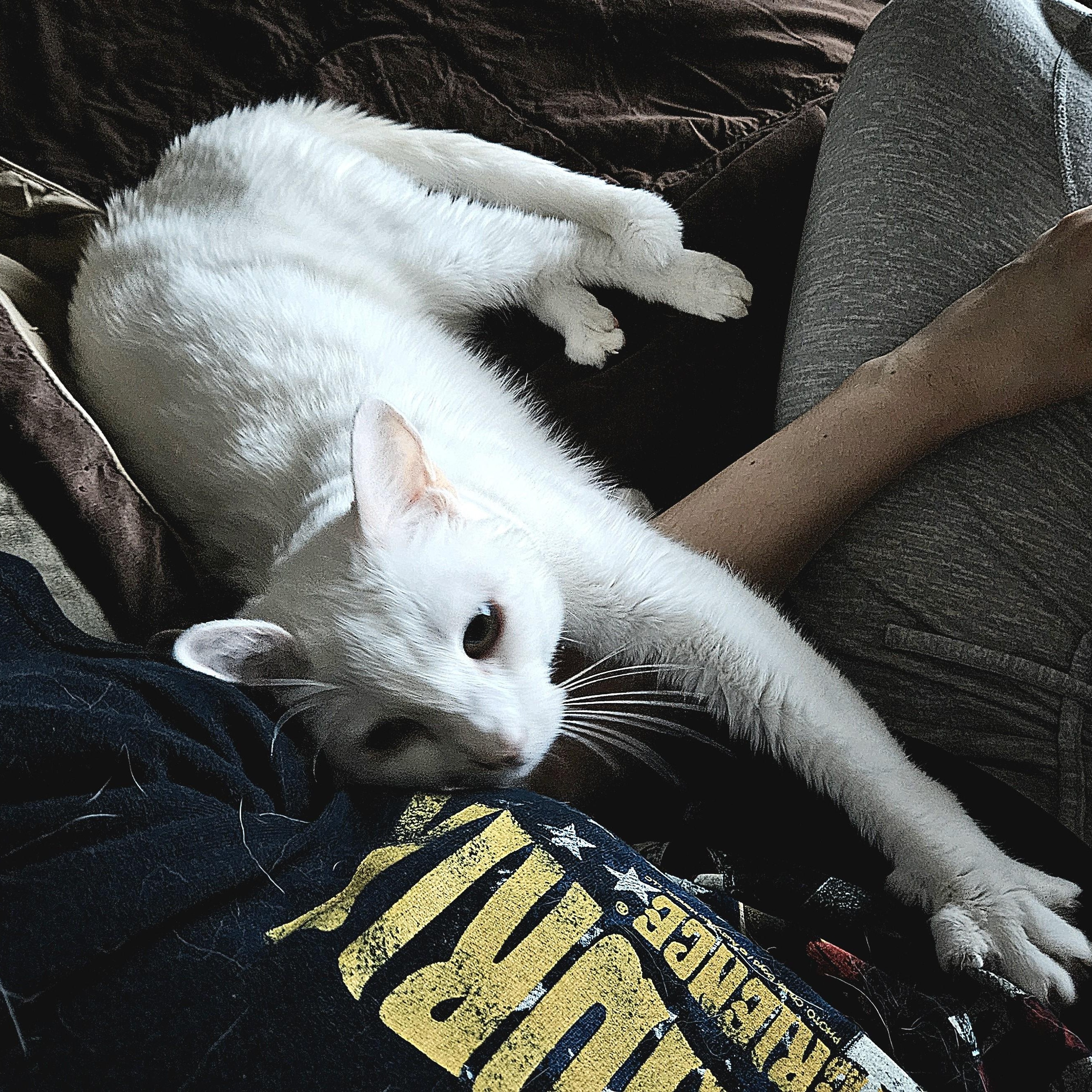 Lea, a ADOPTABLE Domestic Short Hair in Renton , WA image 6/6