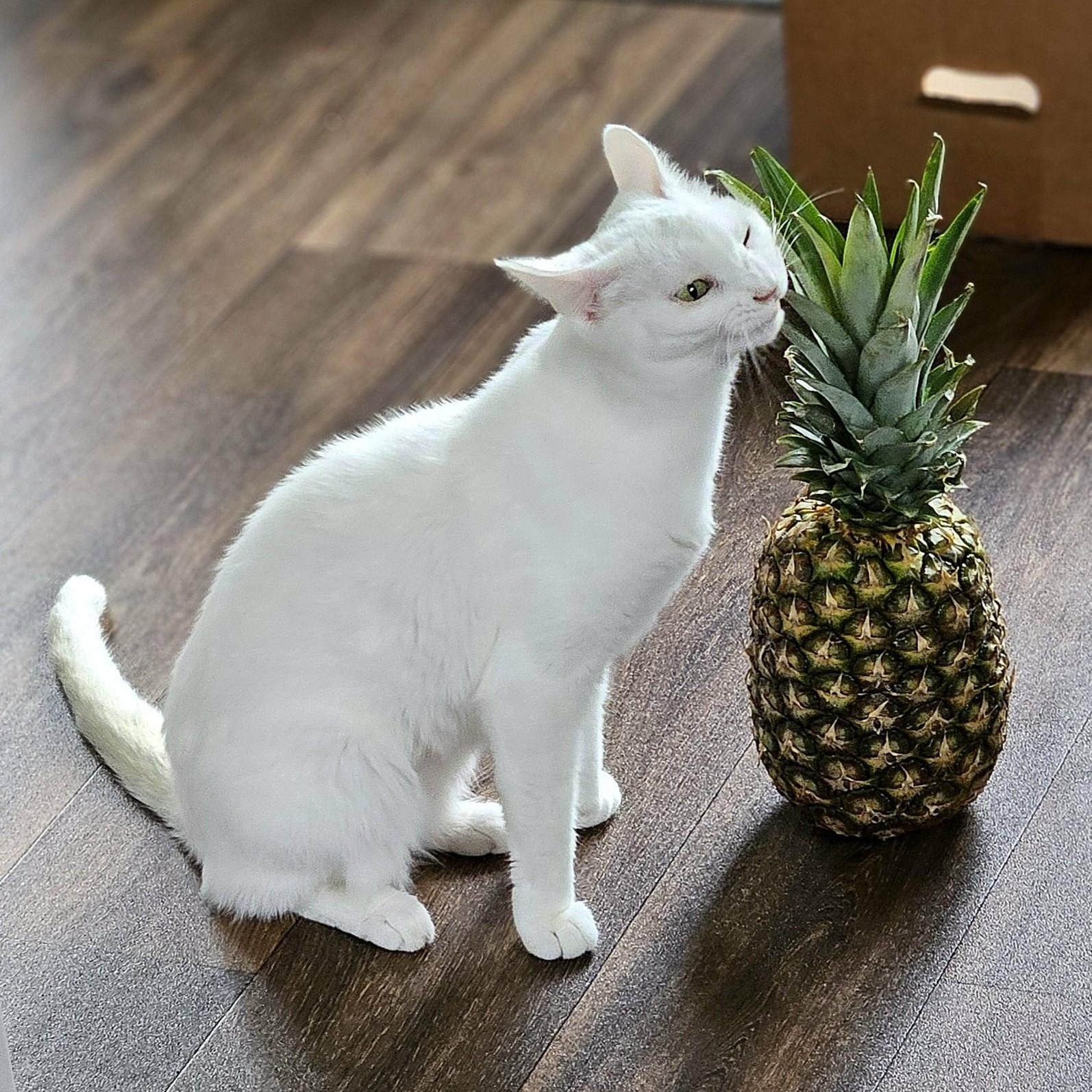 Lea, a ADOPTABLE Domestic Short Hair in Renton , WA image 4/6