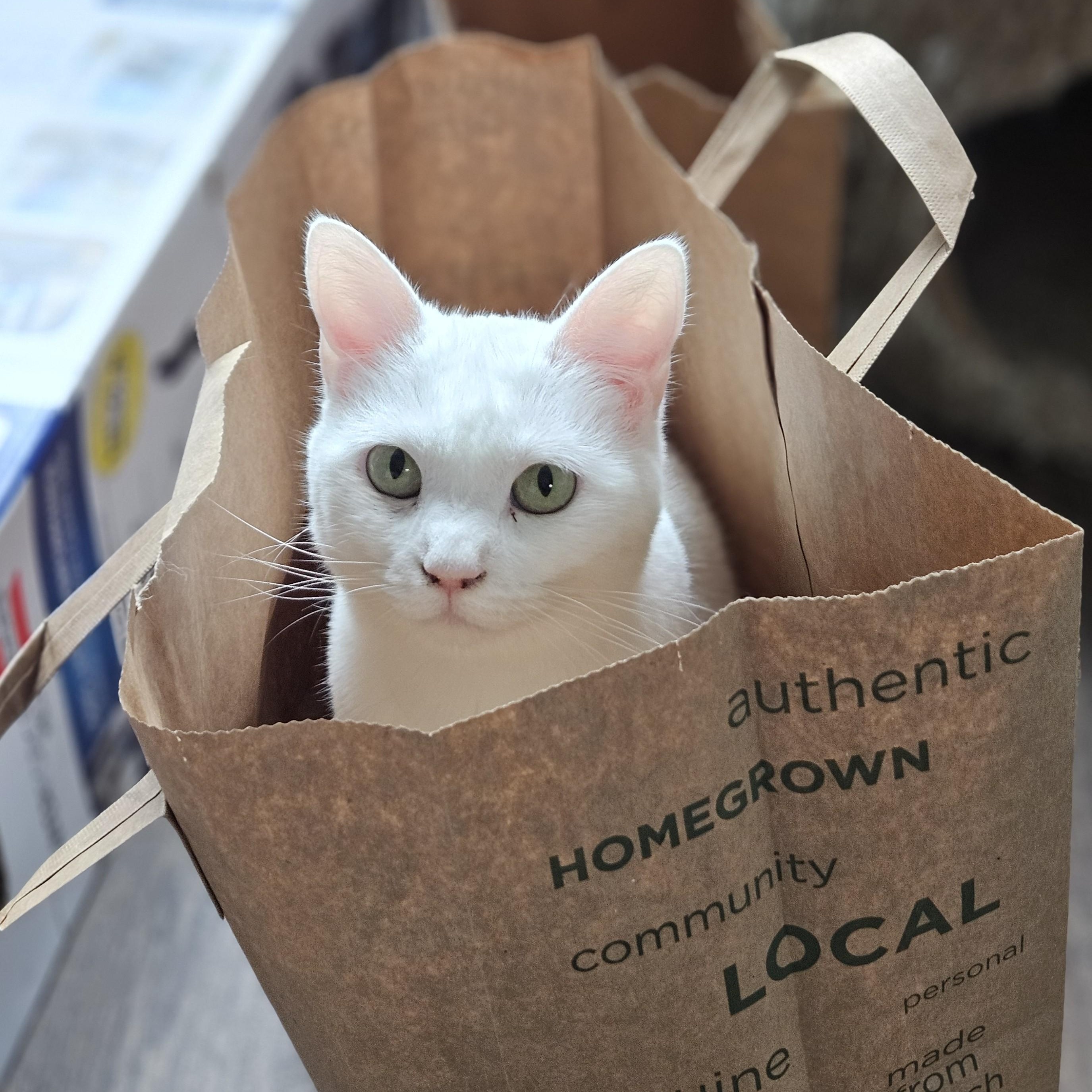 Lea, ADOPTABLE, Young Female Domestic Short Hair.