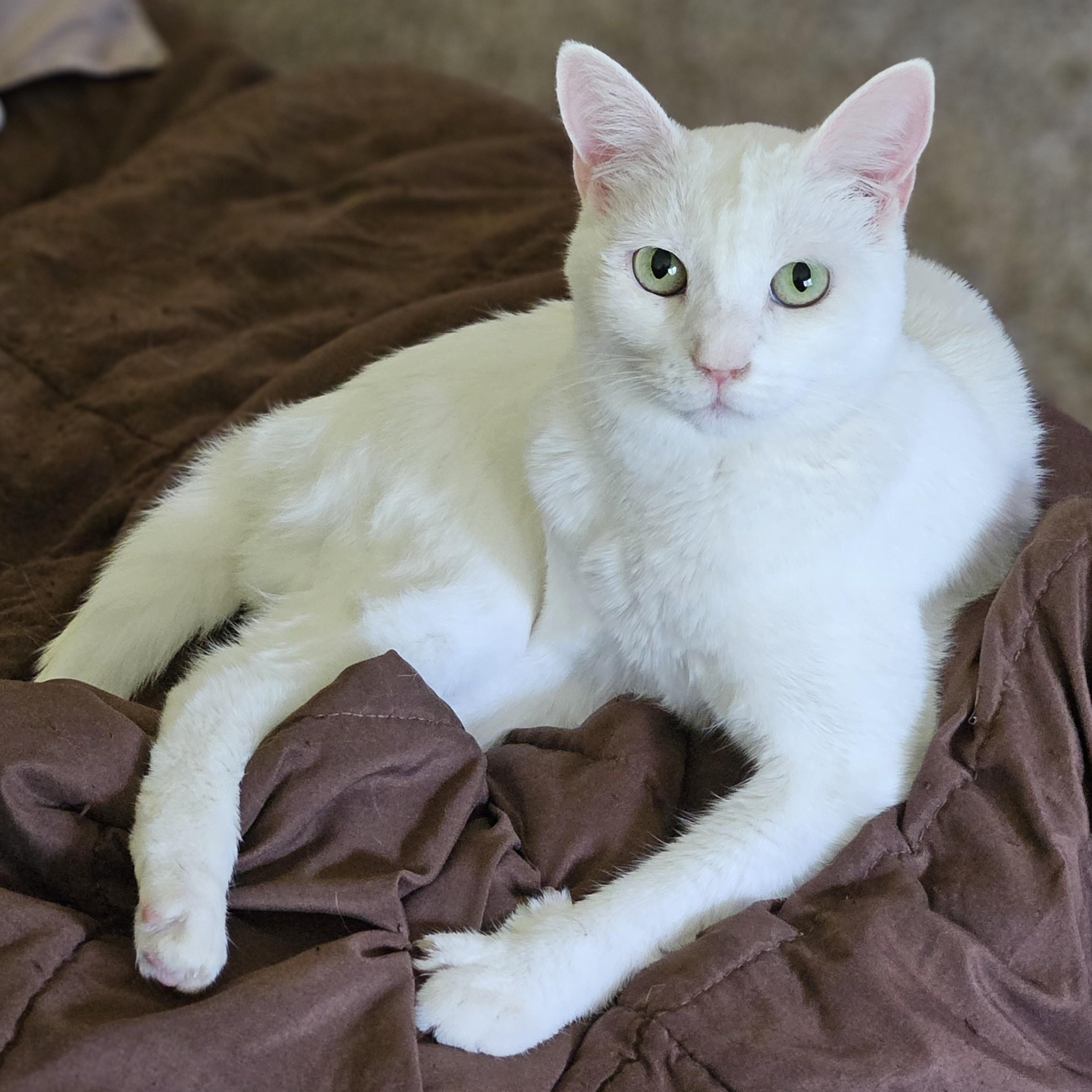 Lea, a ADOPTABLE Domestic Short Hair in Renton , WA image 2/6
