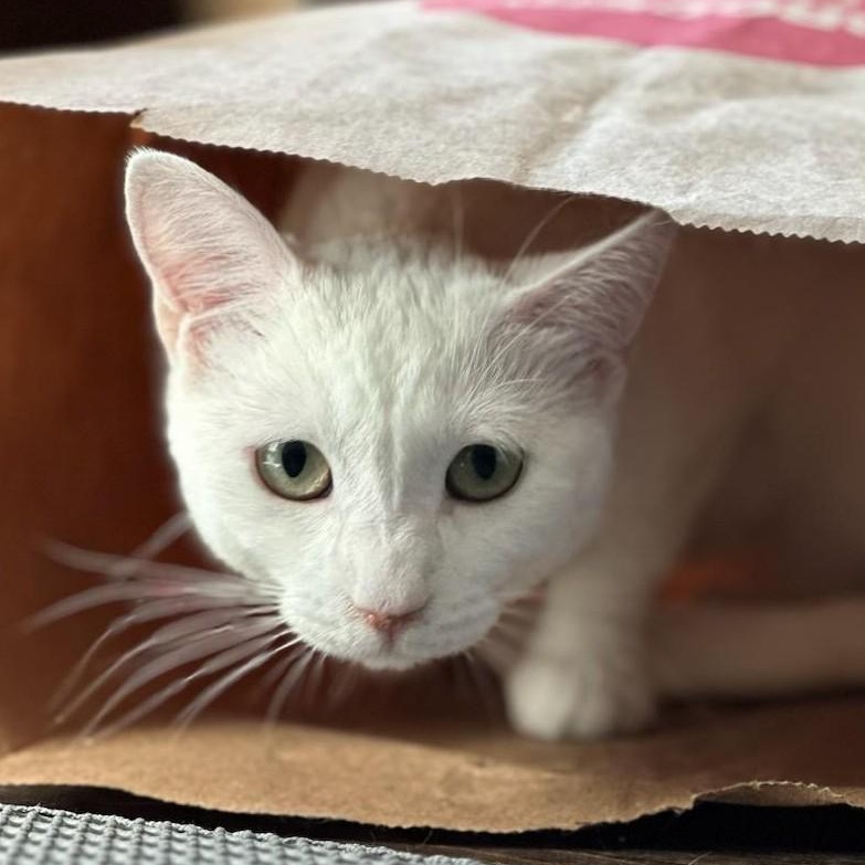 Lea, a ADOPTABLE Domestic Short Hair in Renton , WA image 3/6