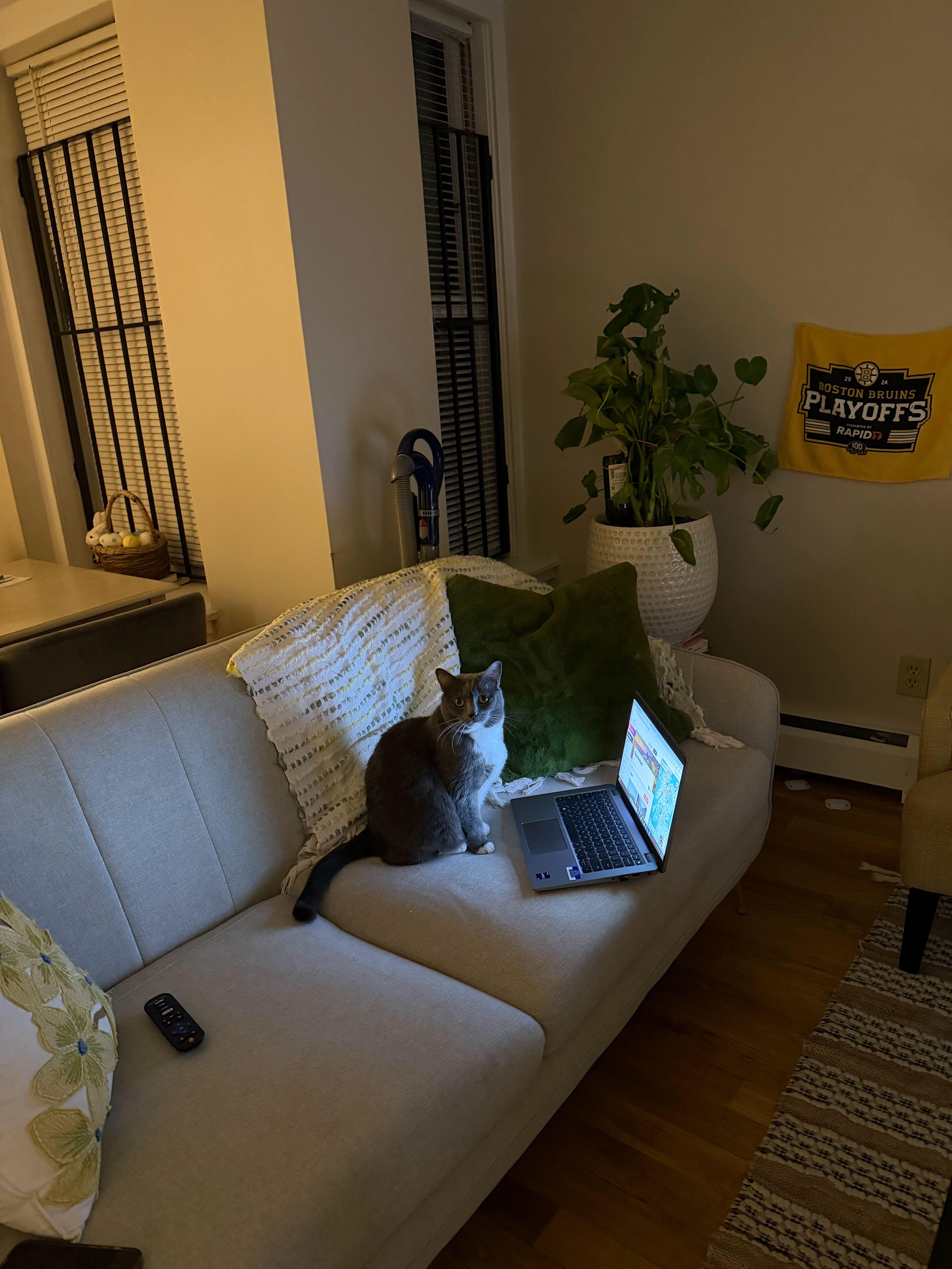 Enlarge Shadow 2, a Adoptable Domestic Short Hair in Waltham, MA image 3/4