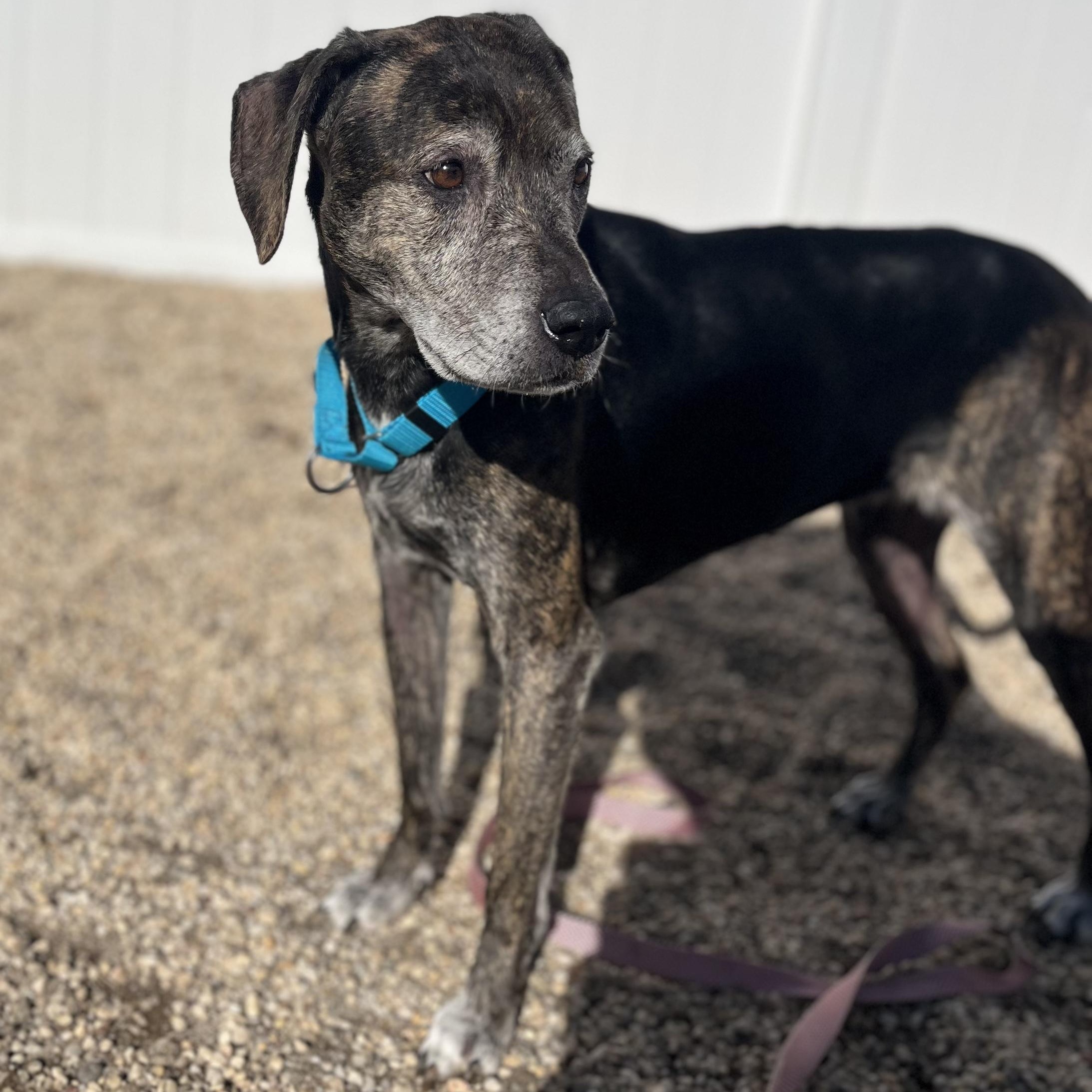 Enlarge Eileen, a ADOPTABLE Bloodhound in AQUEBOGUE, NY image 1/1