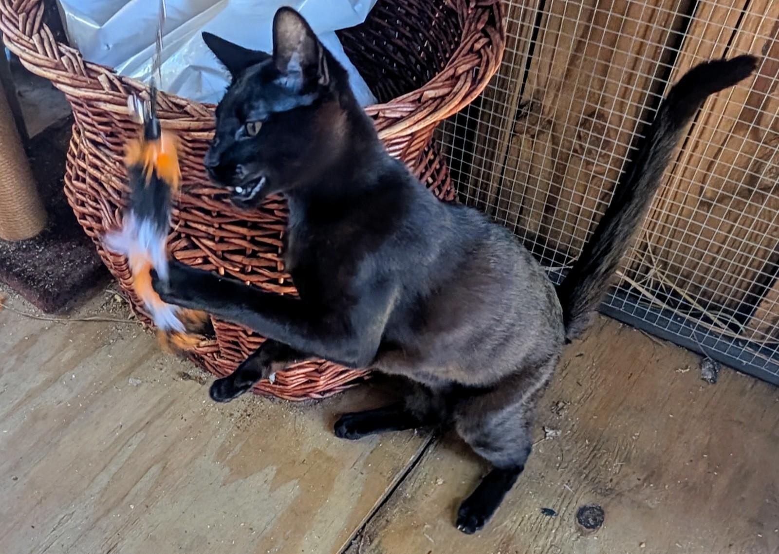 Enlarge Cassidy, a Adoptable mixed breed in Fort Lauderdale, FL image 4/5