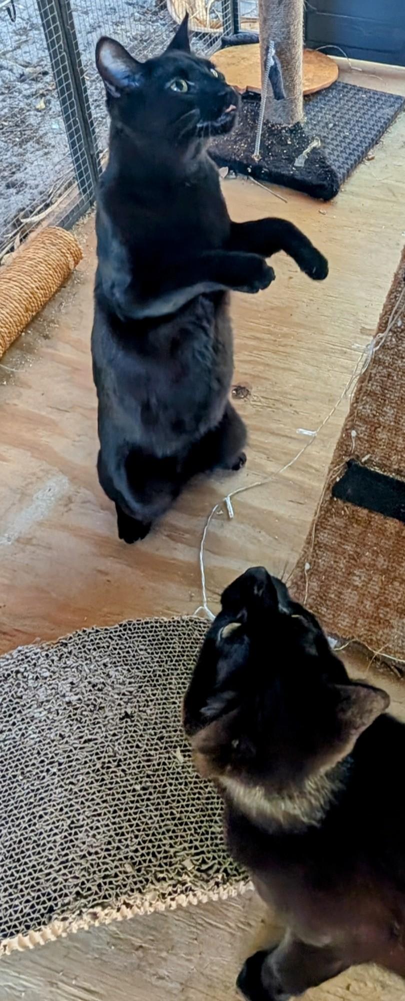 Enlarge Cassidy, a Adoptable mixed breed in Fort Lauderdale, FL image 5/5