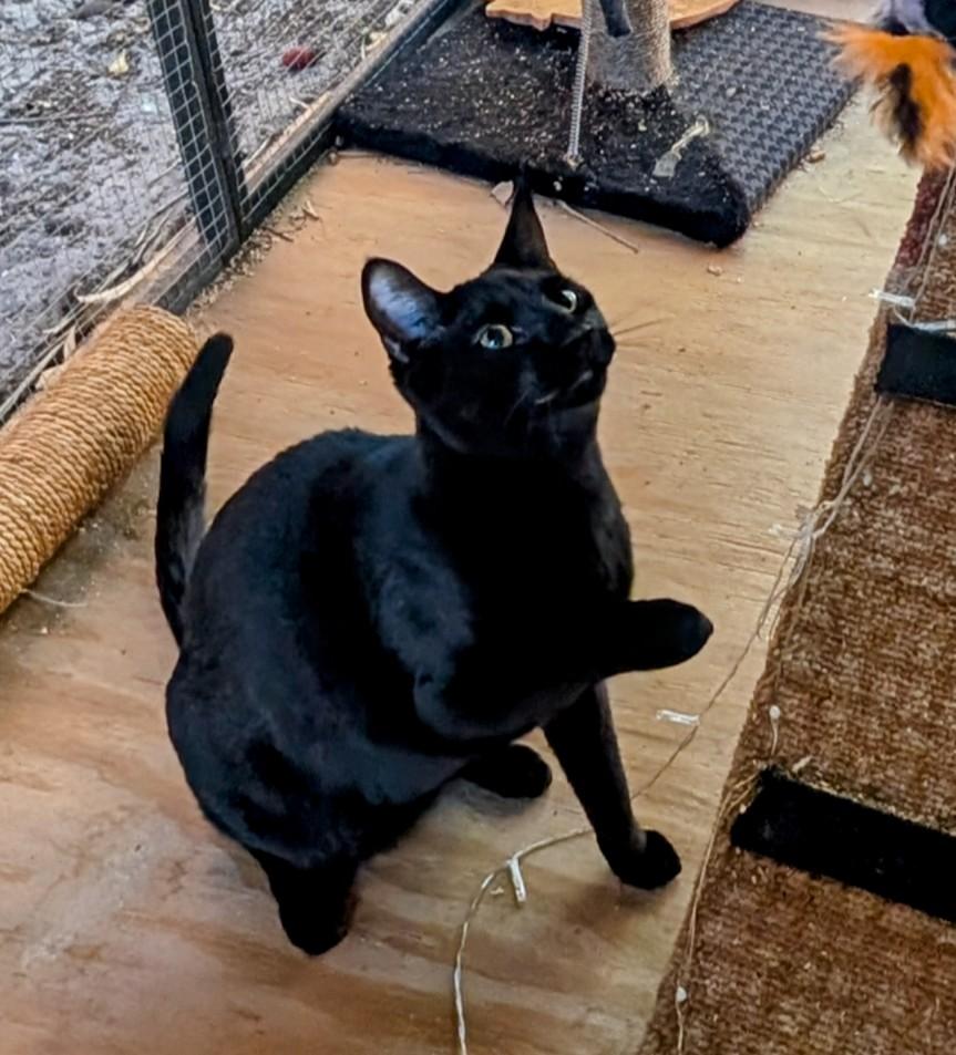Cassidy, Young Male Bombay