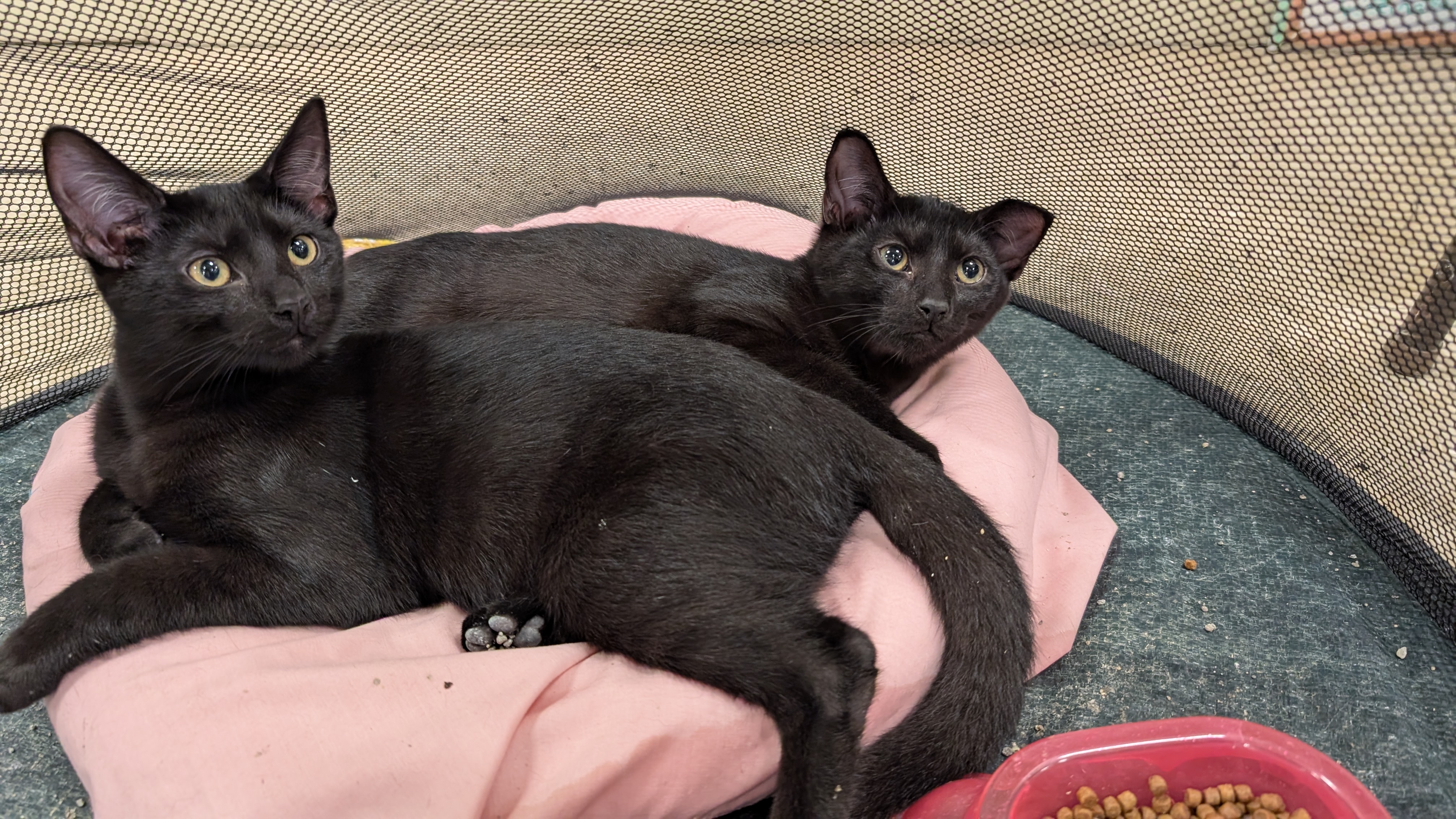 Enlarge Cassidy, a Adoptable mixed breed in Fort Lauderdale, FL image 2/5