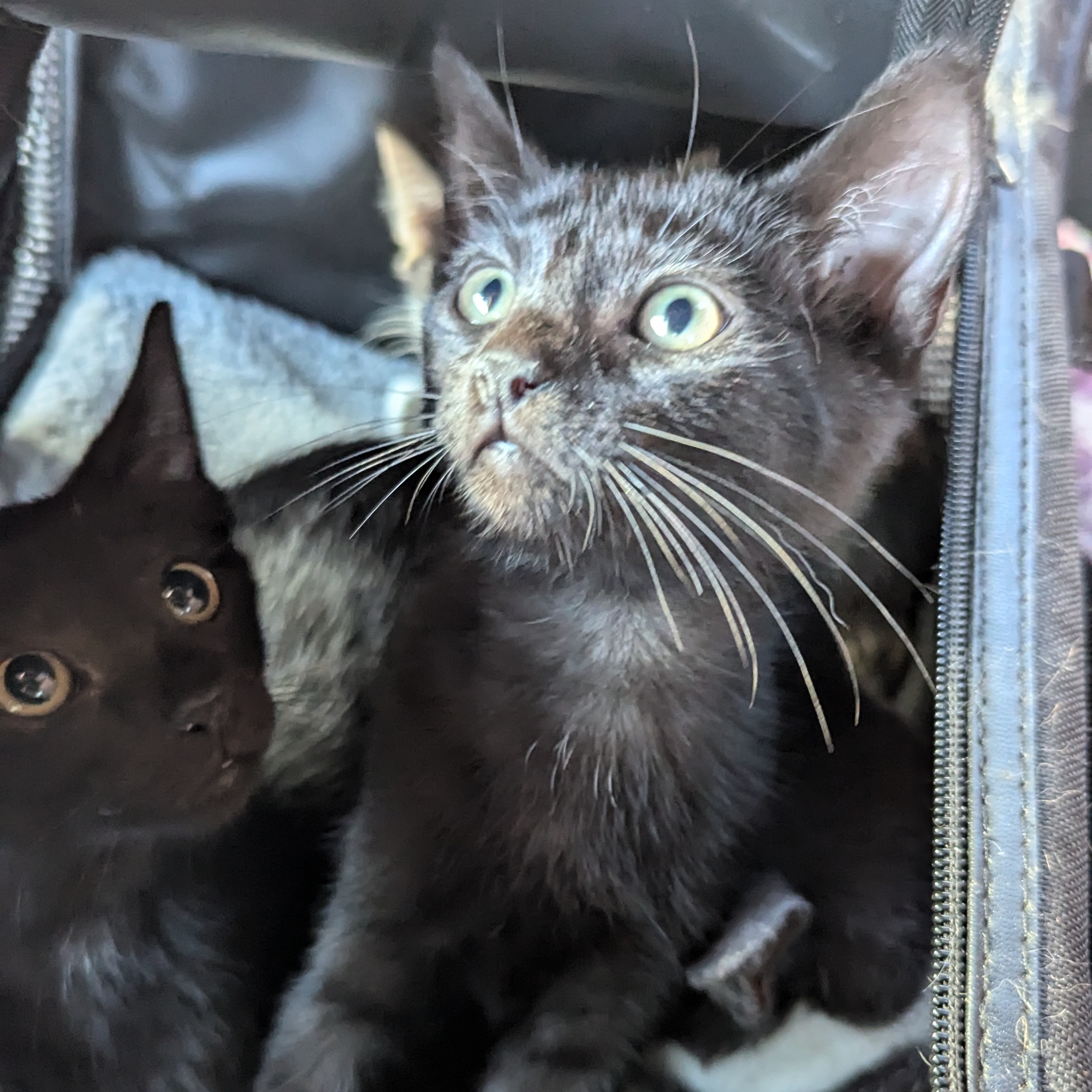 Enlarge Cassidy, a Adoptable mixed breed in Fort Lauderdale, FL image 3/5