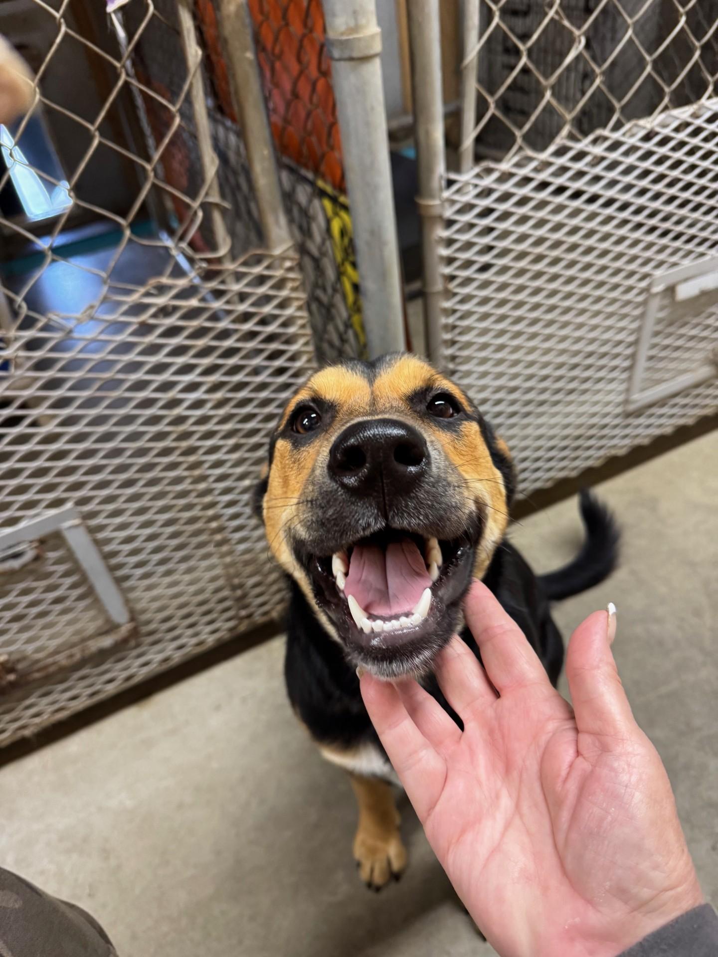 Marigold - Foster Needed...sweet gentle girl!, Adoptable, Puppy Female Shepherd & Black Labrador Retriever.