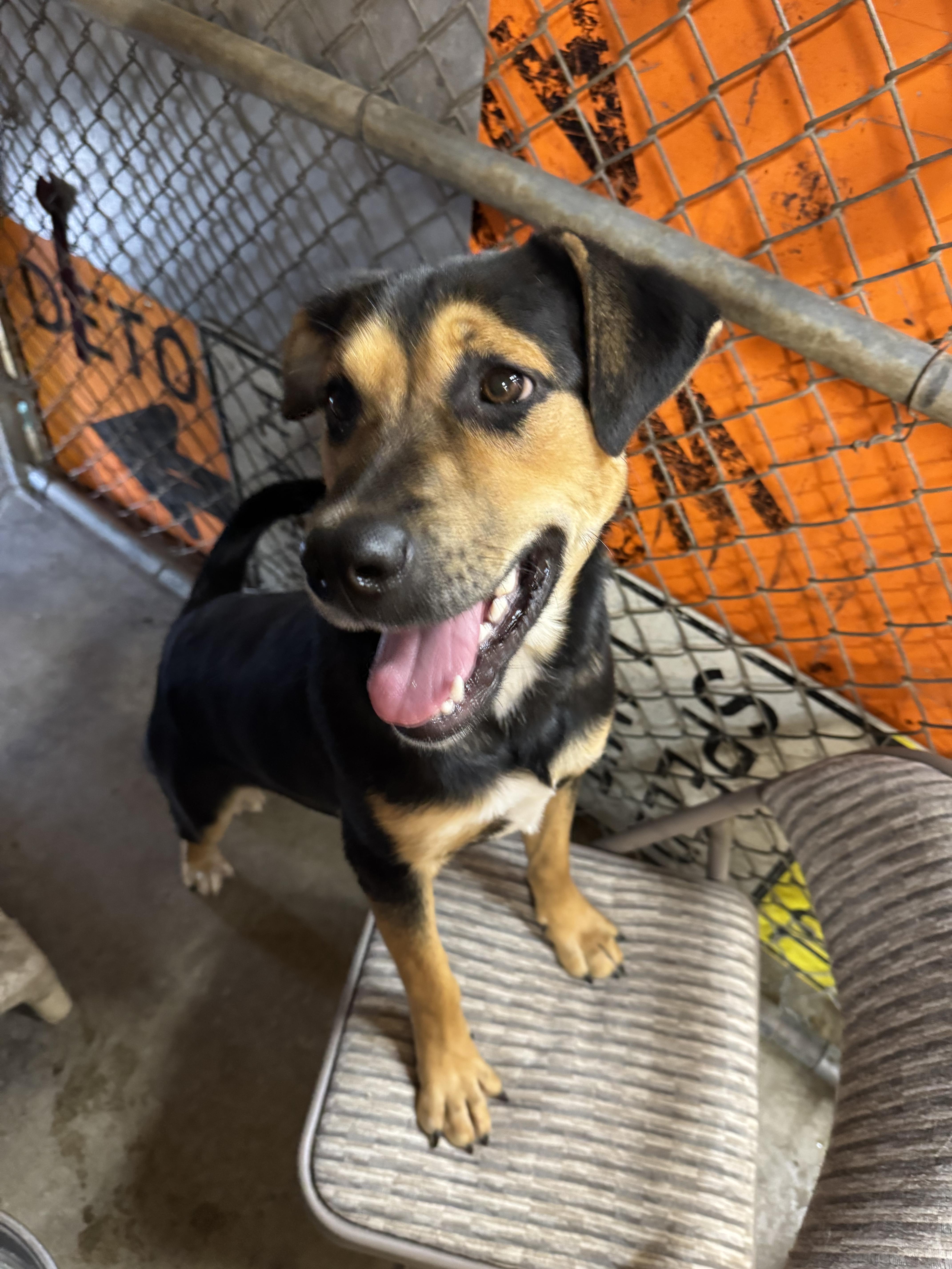 Marigold - Foster Needed...sweet gentle girl!