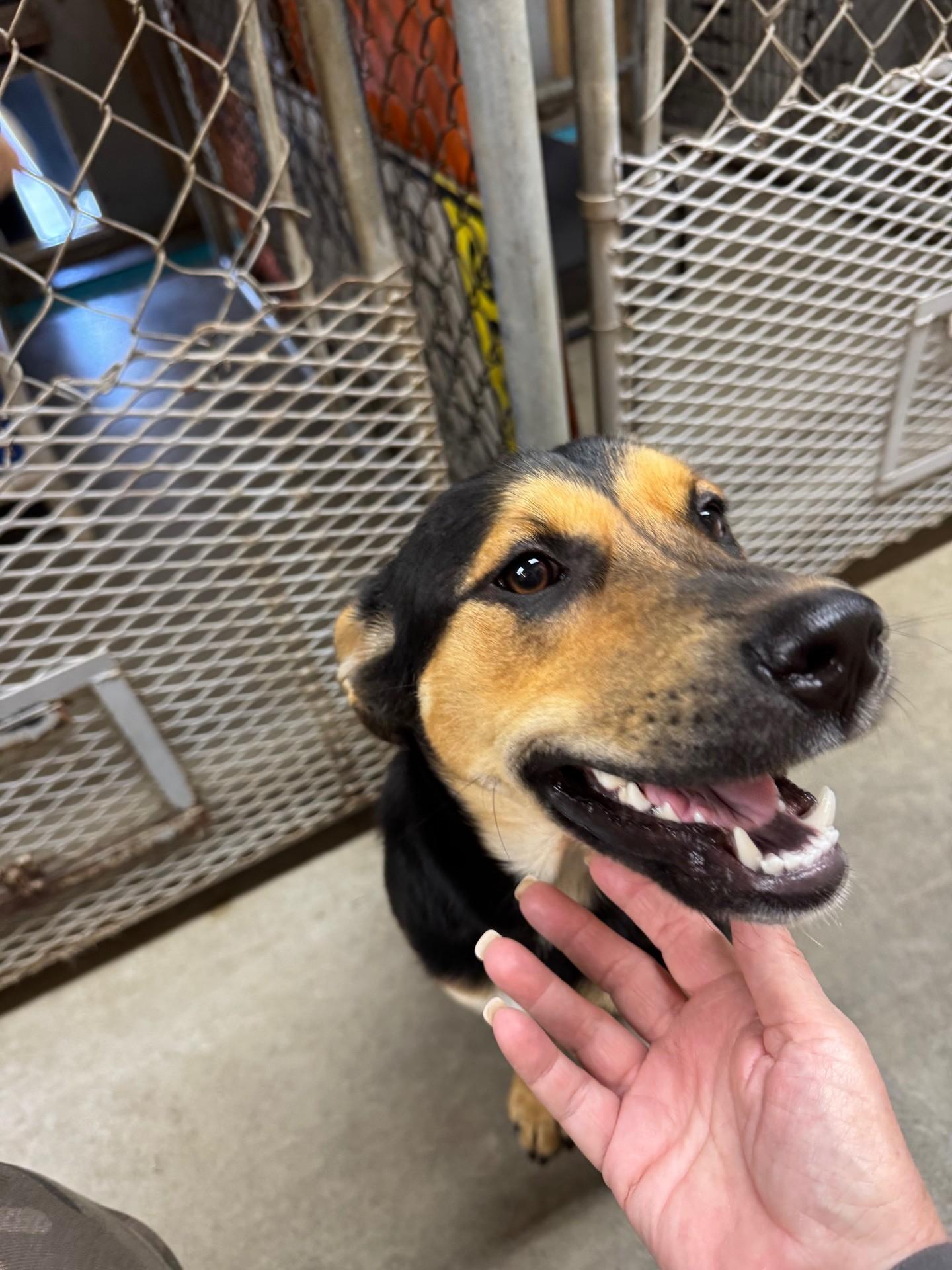 Marigold - Foster Needed...sweet gentle girl!