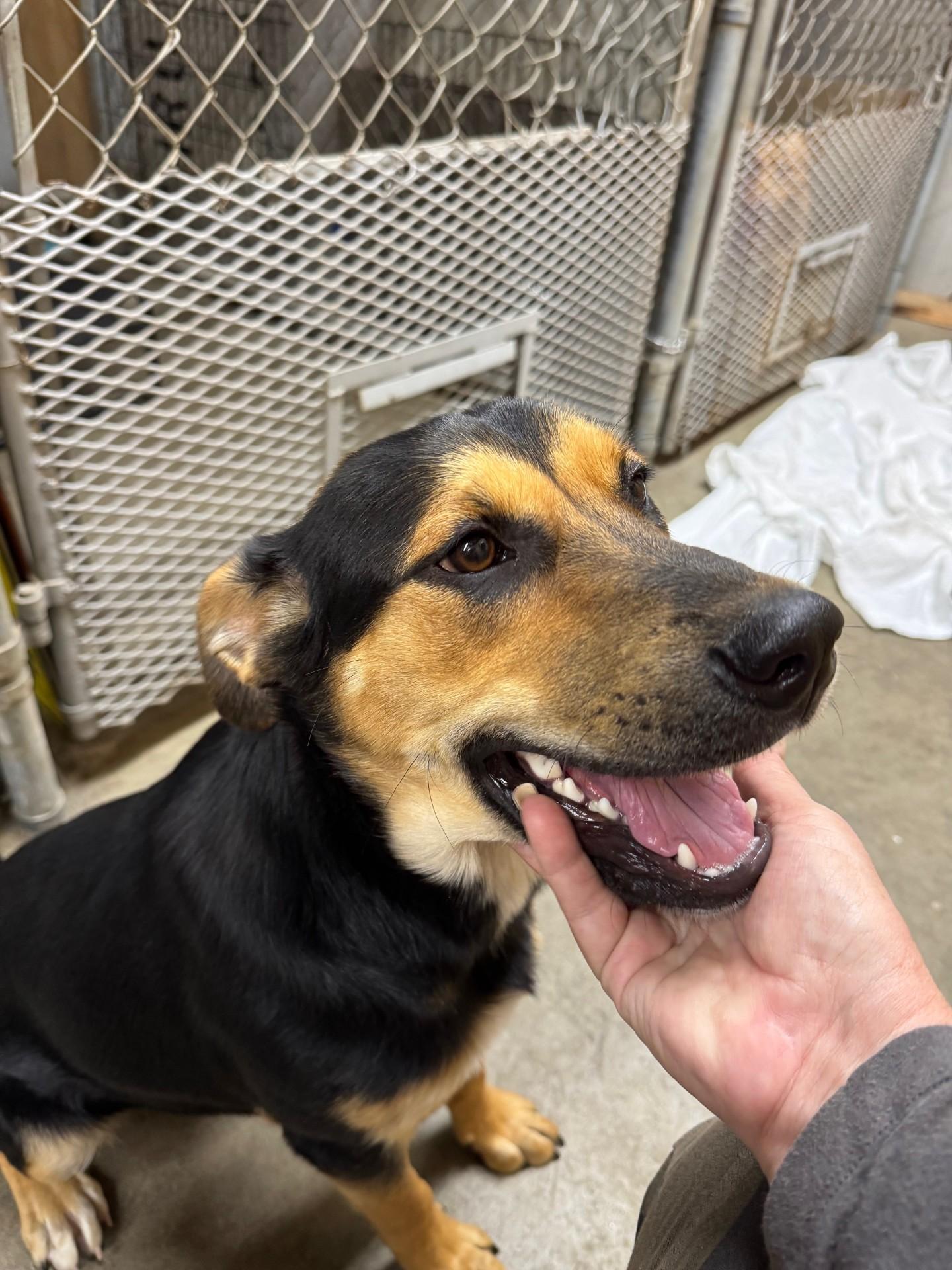 Marigold - Foster Needed...sweet gentle girl!