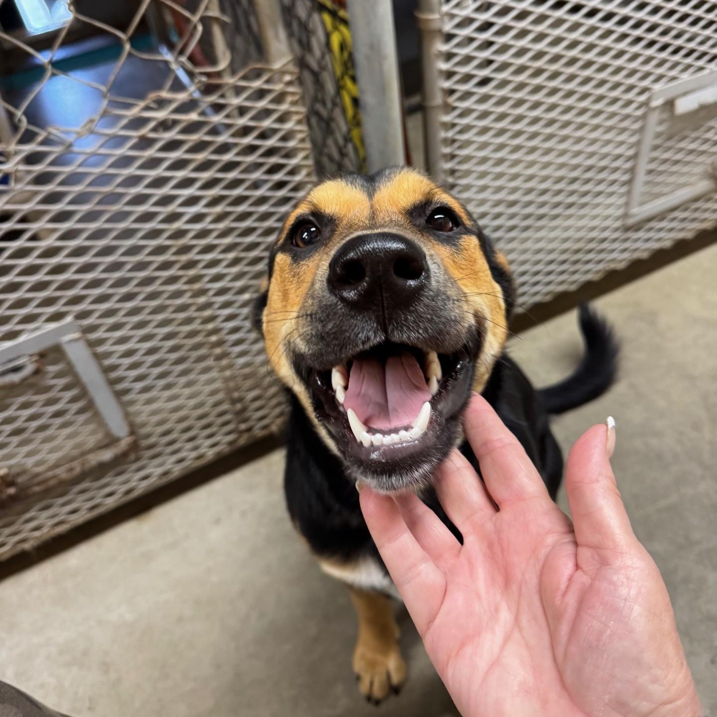 Marigold - Foster Needed...sweet gentle girl!