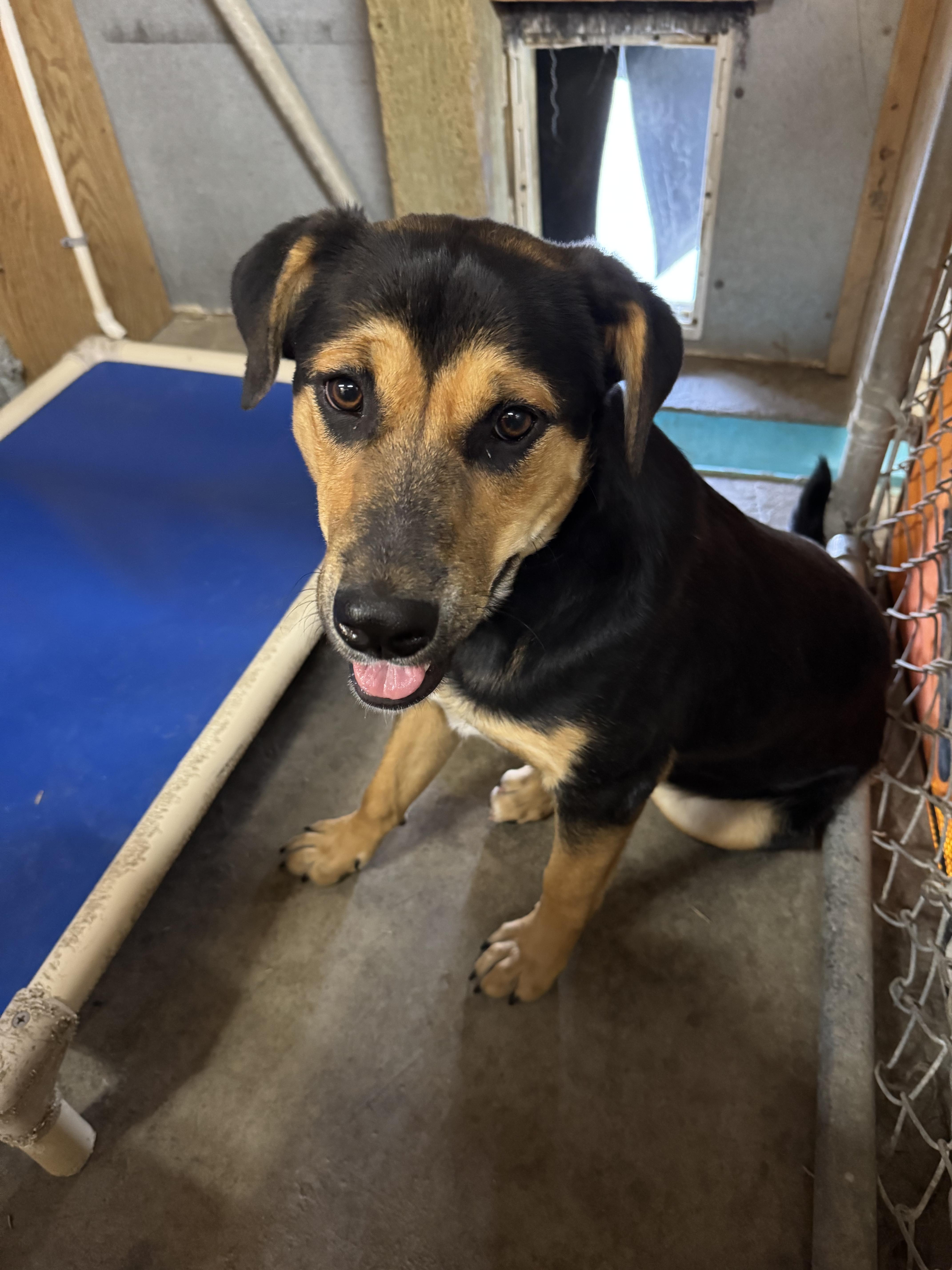 Marigold - Foster Needed...sweet gentle girl!