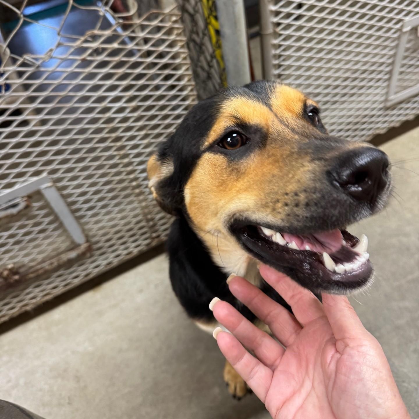 Marigold - Foster Needed...sweet gentle girl!