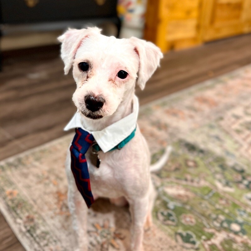 Dog for adoption Anthony Furever Doggie Playful Boy!, a Maltese in