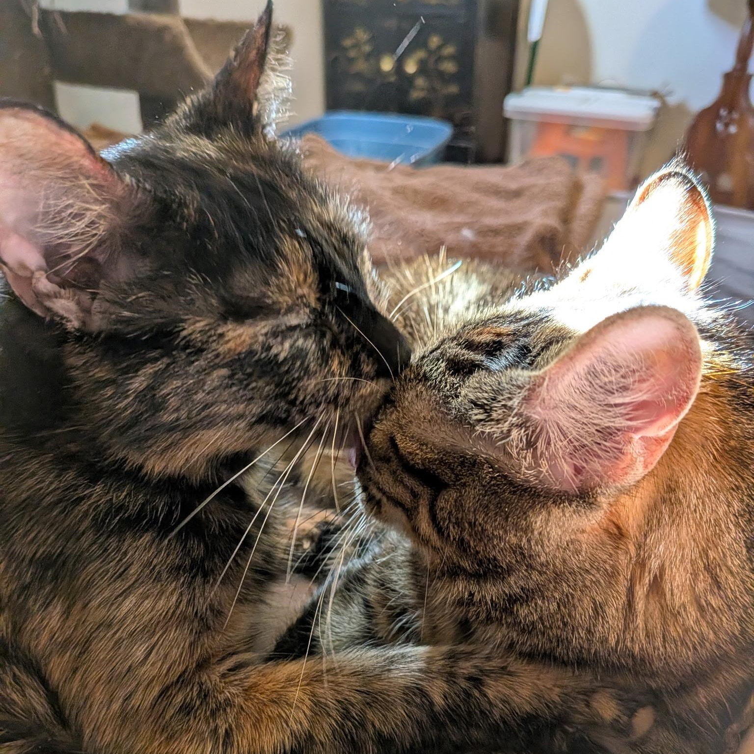 Tulip, an adopted Domestic Short Hair in Burlington, VT image 3/4