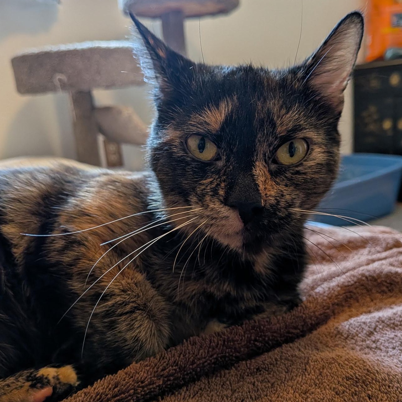 Tulip, an adopted Domestic Short Hair in Burlington, VT image 1/4