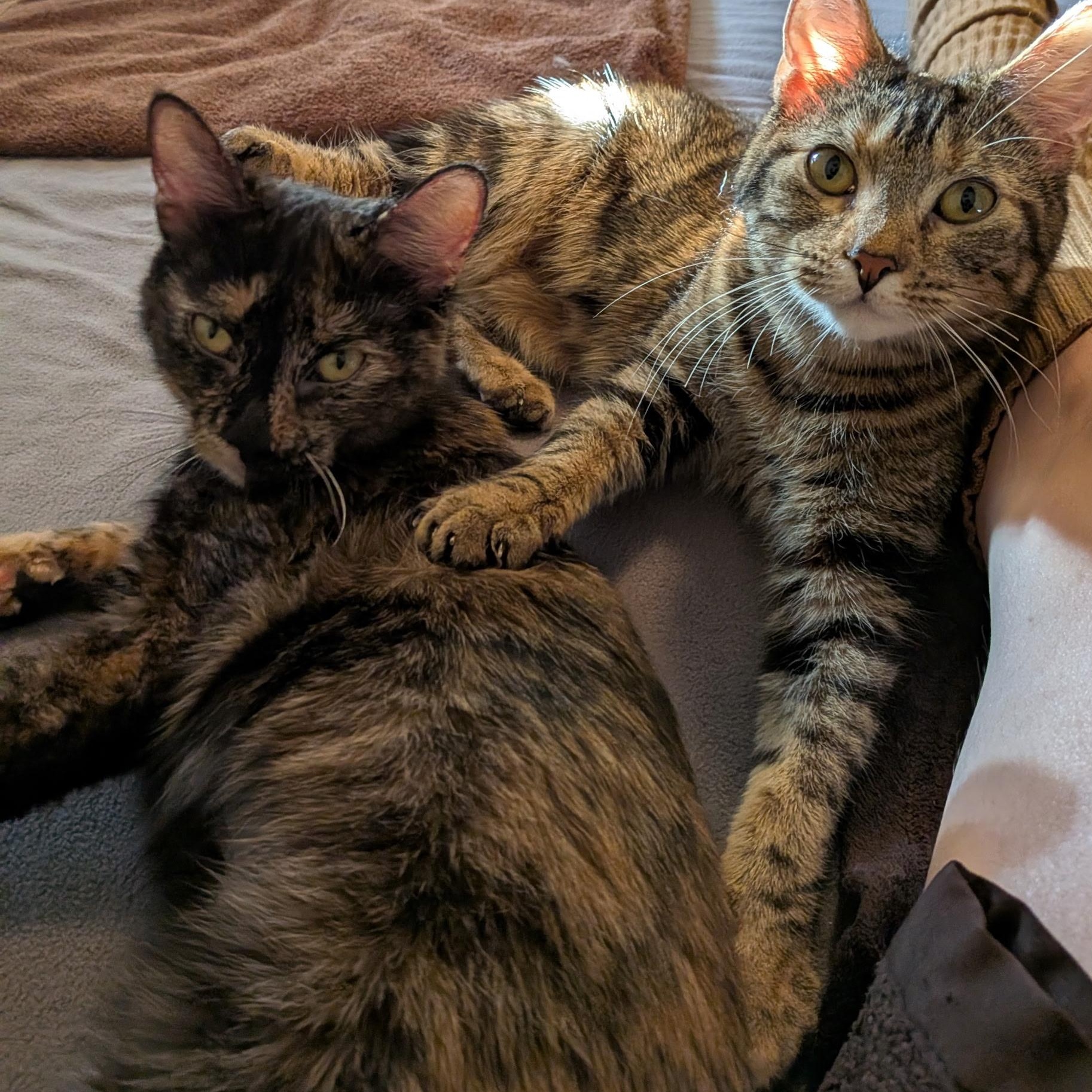 Tulip, an adopted Domestic Short Hair in Burlington, VT image 2/4