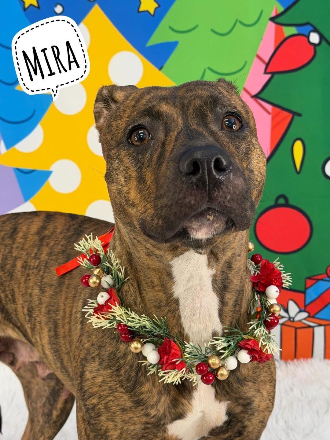 Enlarge Mira, a ADOPTABLE Mixed Breed in Flint, MI image 1/1