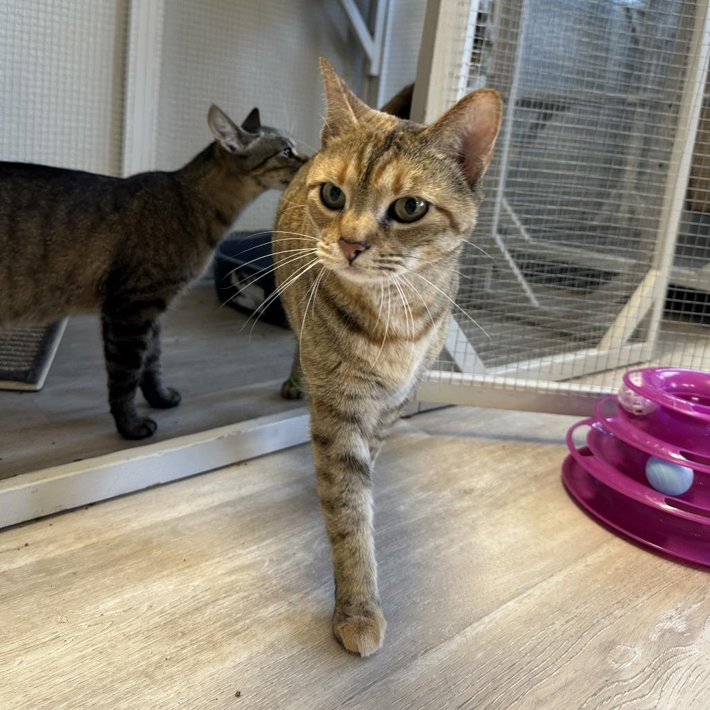 Kuma, Adoptable, Senior Female Domestic Short Hair.
